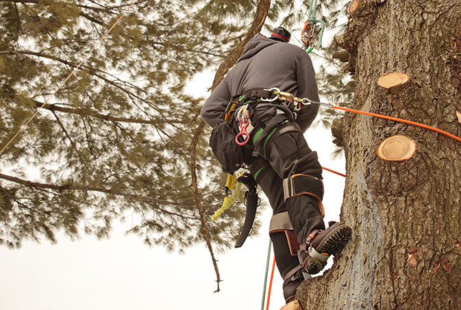 Cooke's Tree Service employee trimming a tree